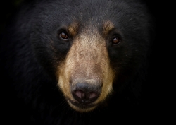 bear 1